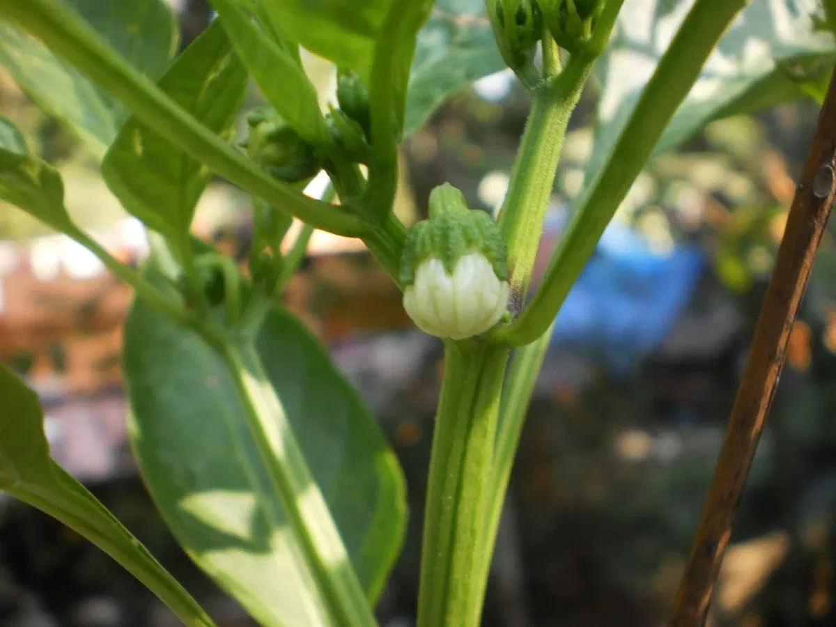 Jardín botánico regional de Gold Coast
