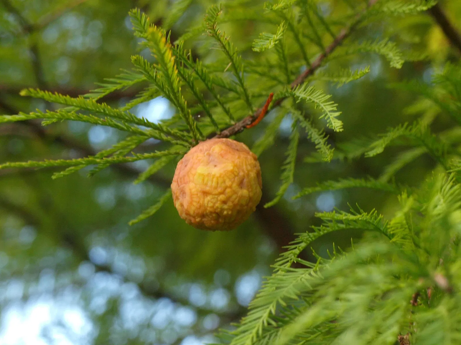 Jardín botánico regional de Gold Coast