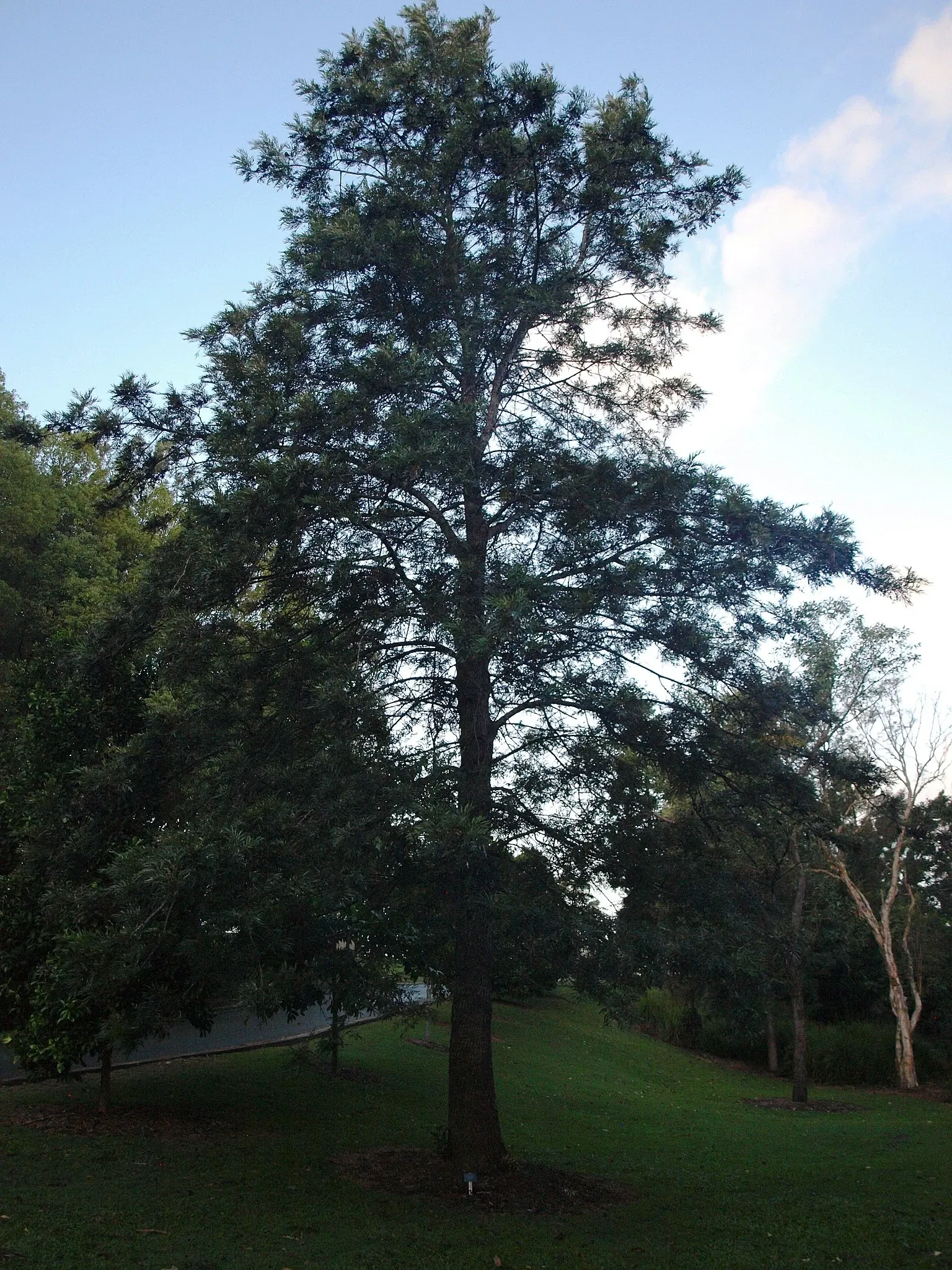 Gold Coast Regional Botanic Gardens