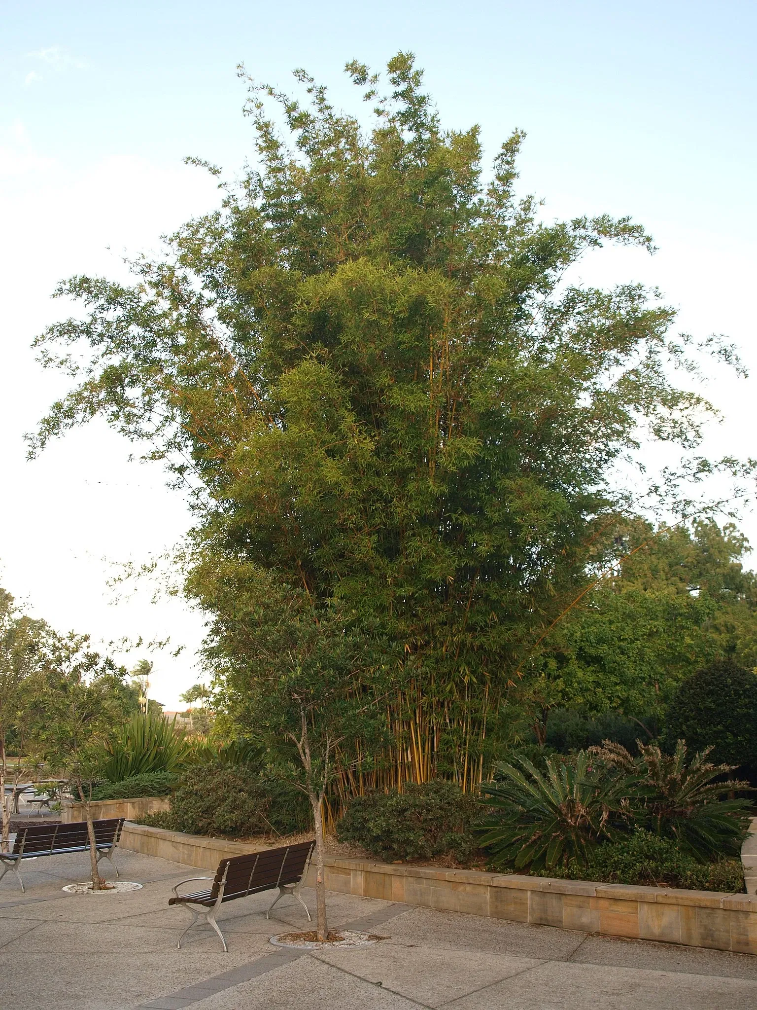 Gold Coast Regional Botanic Gardens