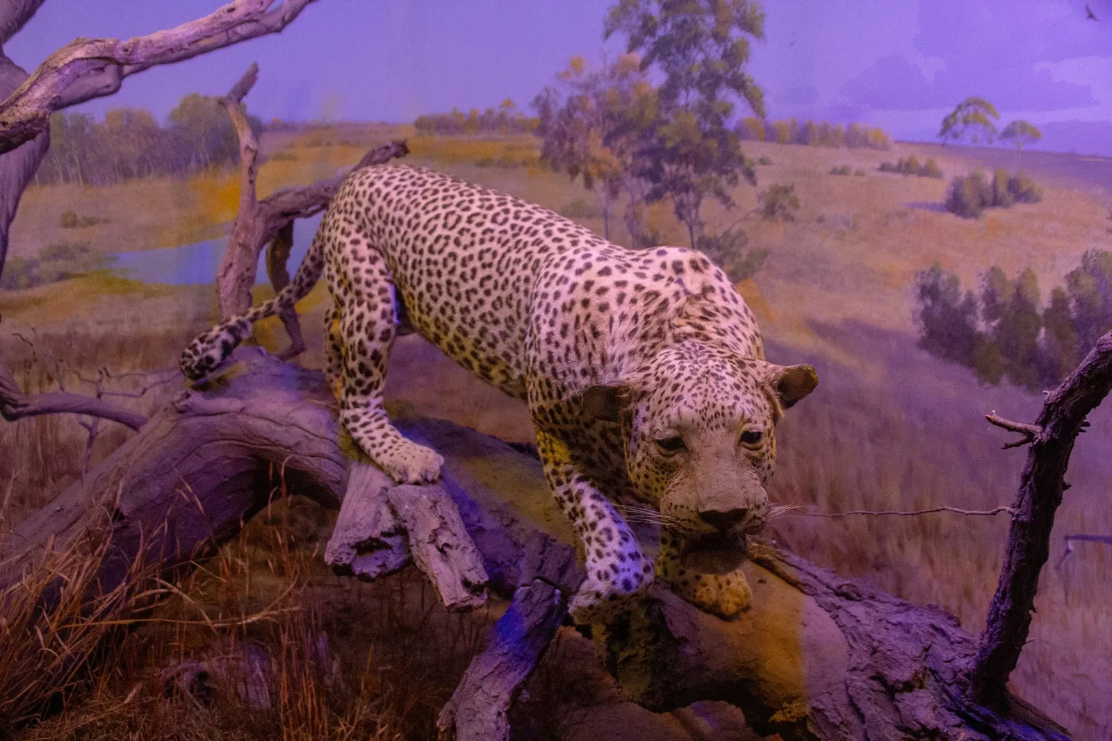 Vanderbilt Museum, Mansion, and Planetarium