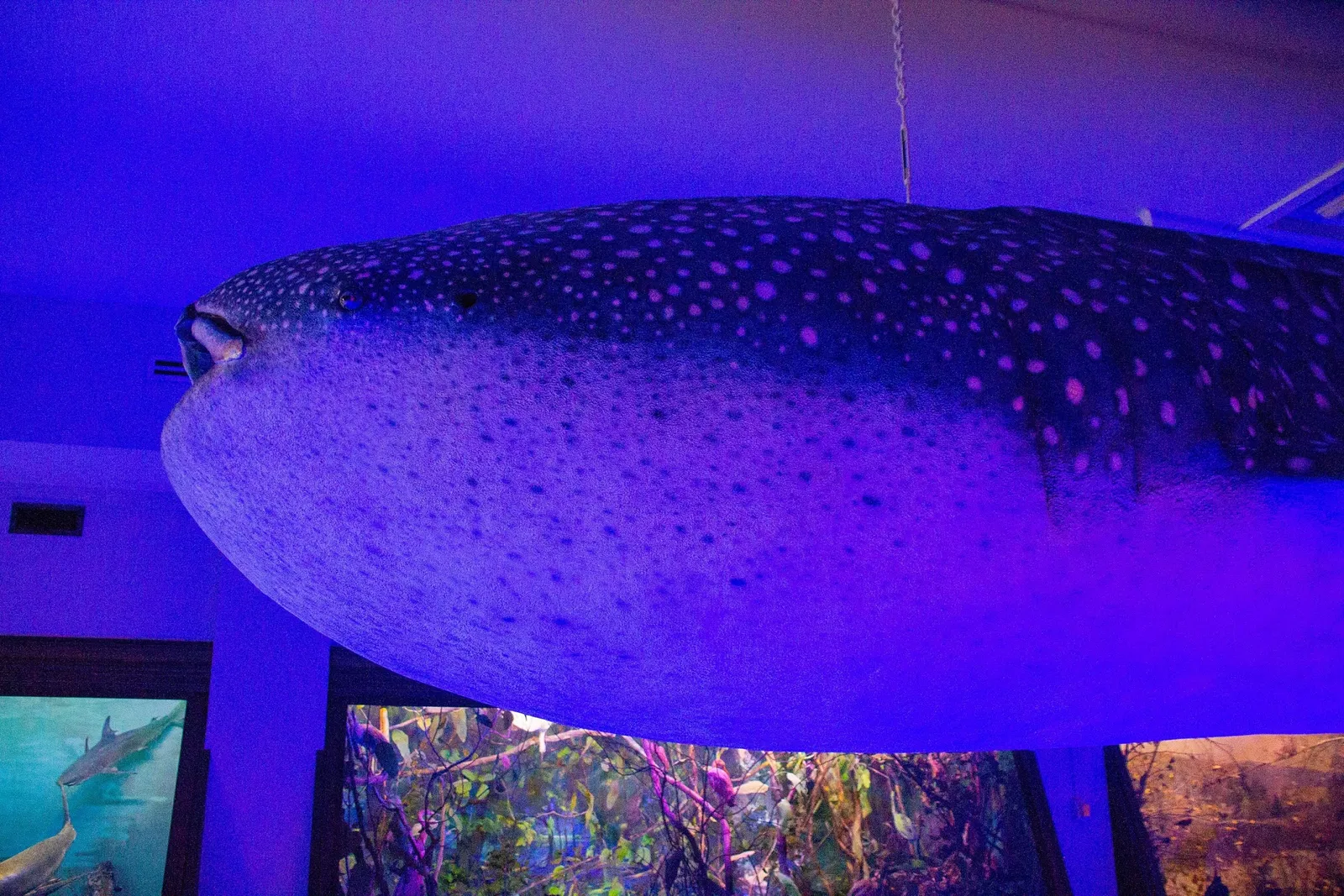 Vanderbilt Museum, Mansion, and Planetarium