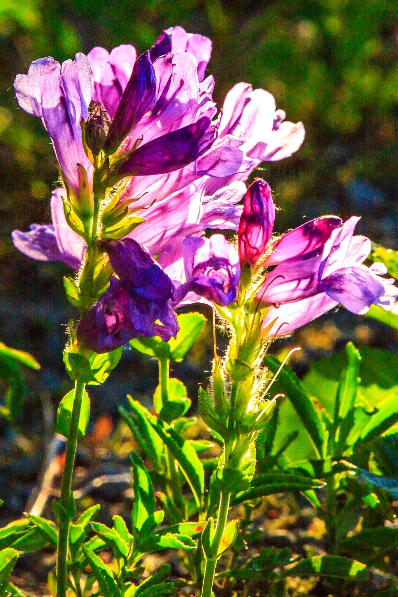 Johnston Ridge Observatory