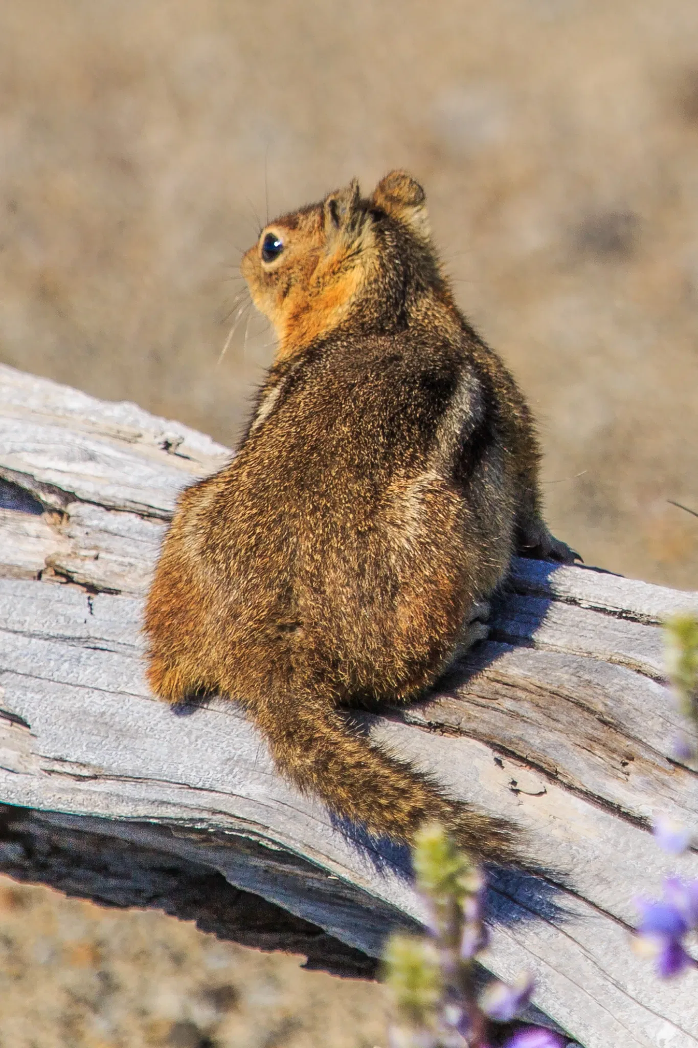 Johnston Ridge Observatory