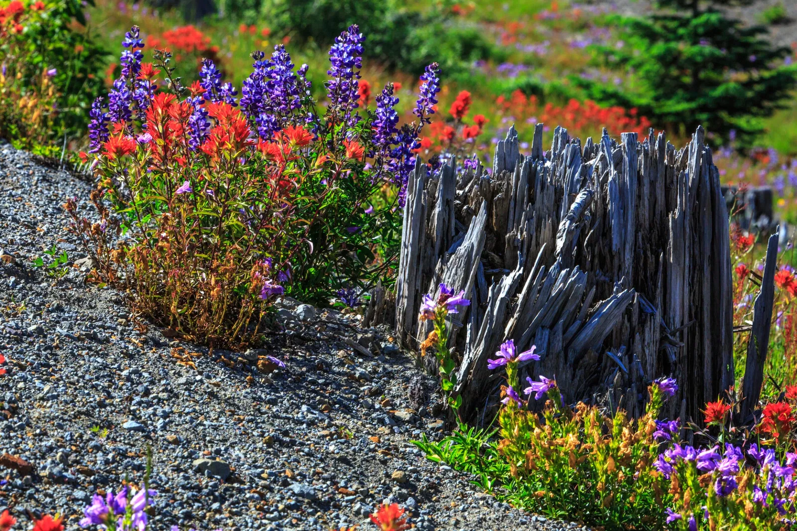 Johnston Ridge Observatory