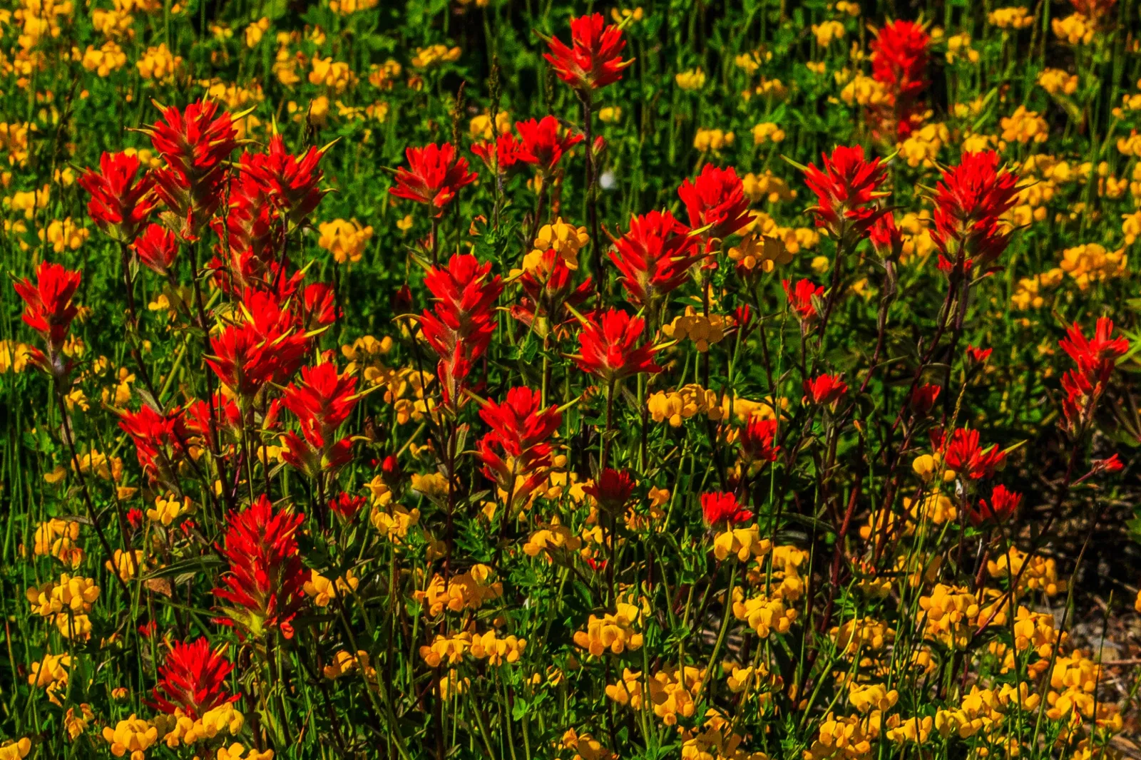 Johnston Ridge Observatory