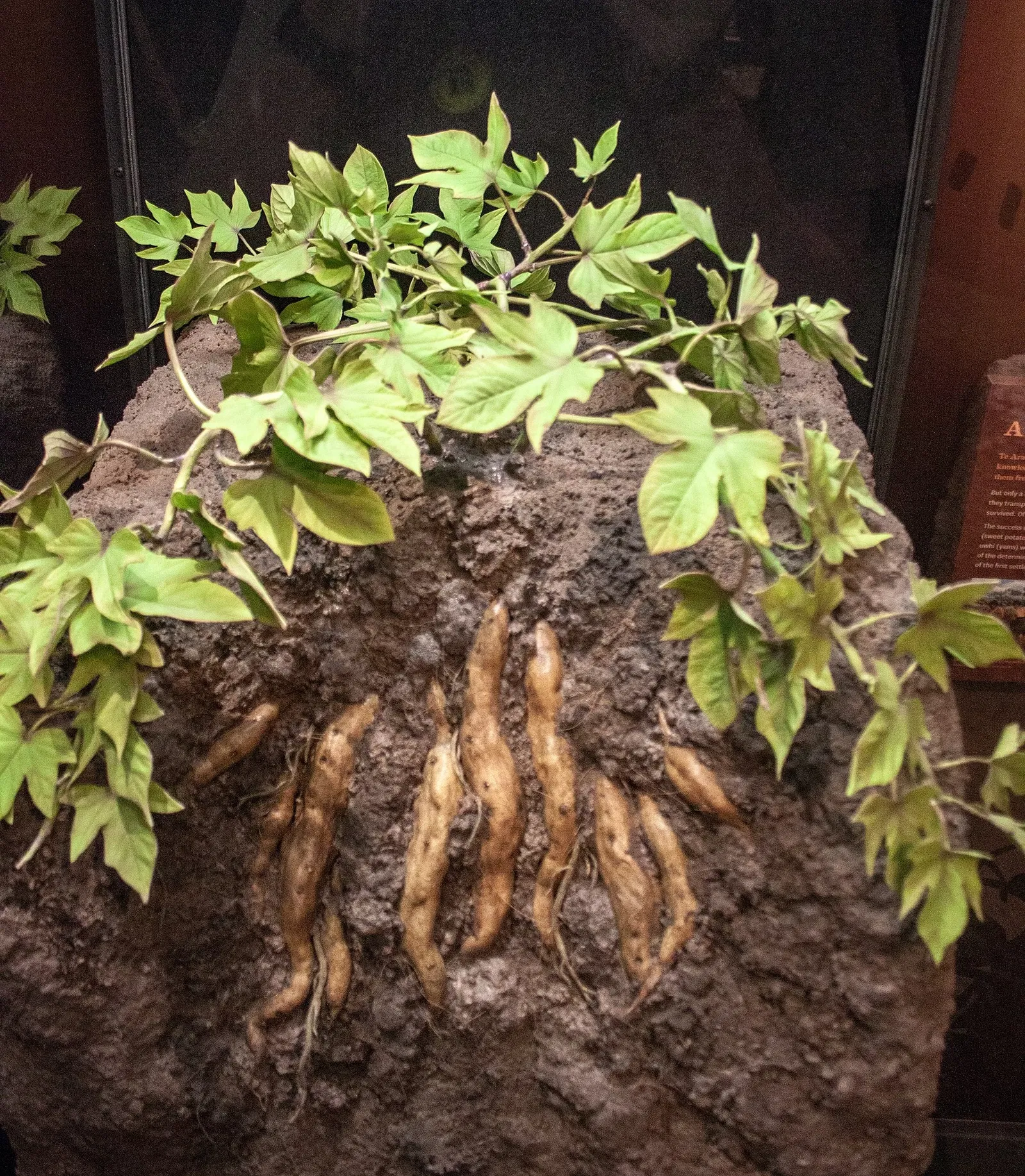 Rotorua Museum Te Whare Taonga o Te Arawa