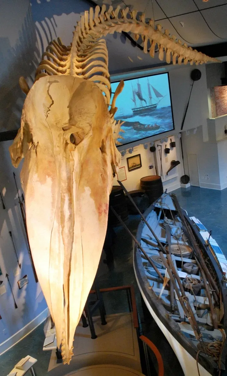Whaling Museum