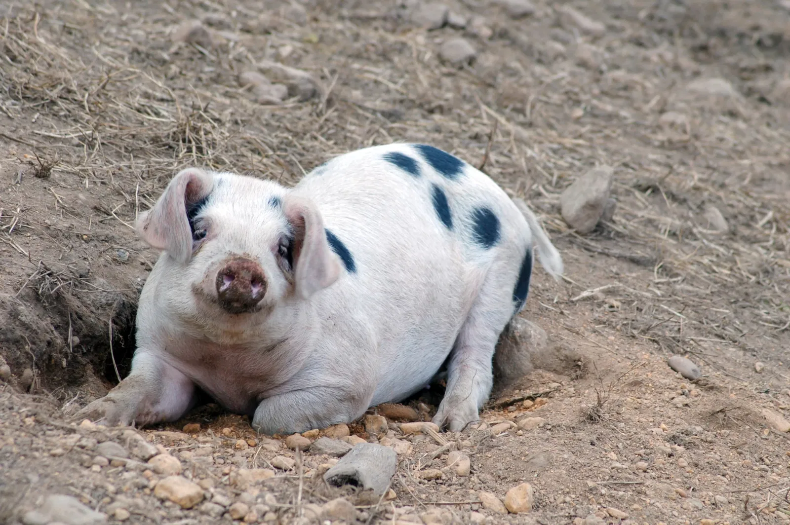 Old Sturbridge Village