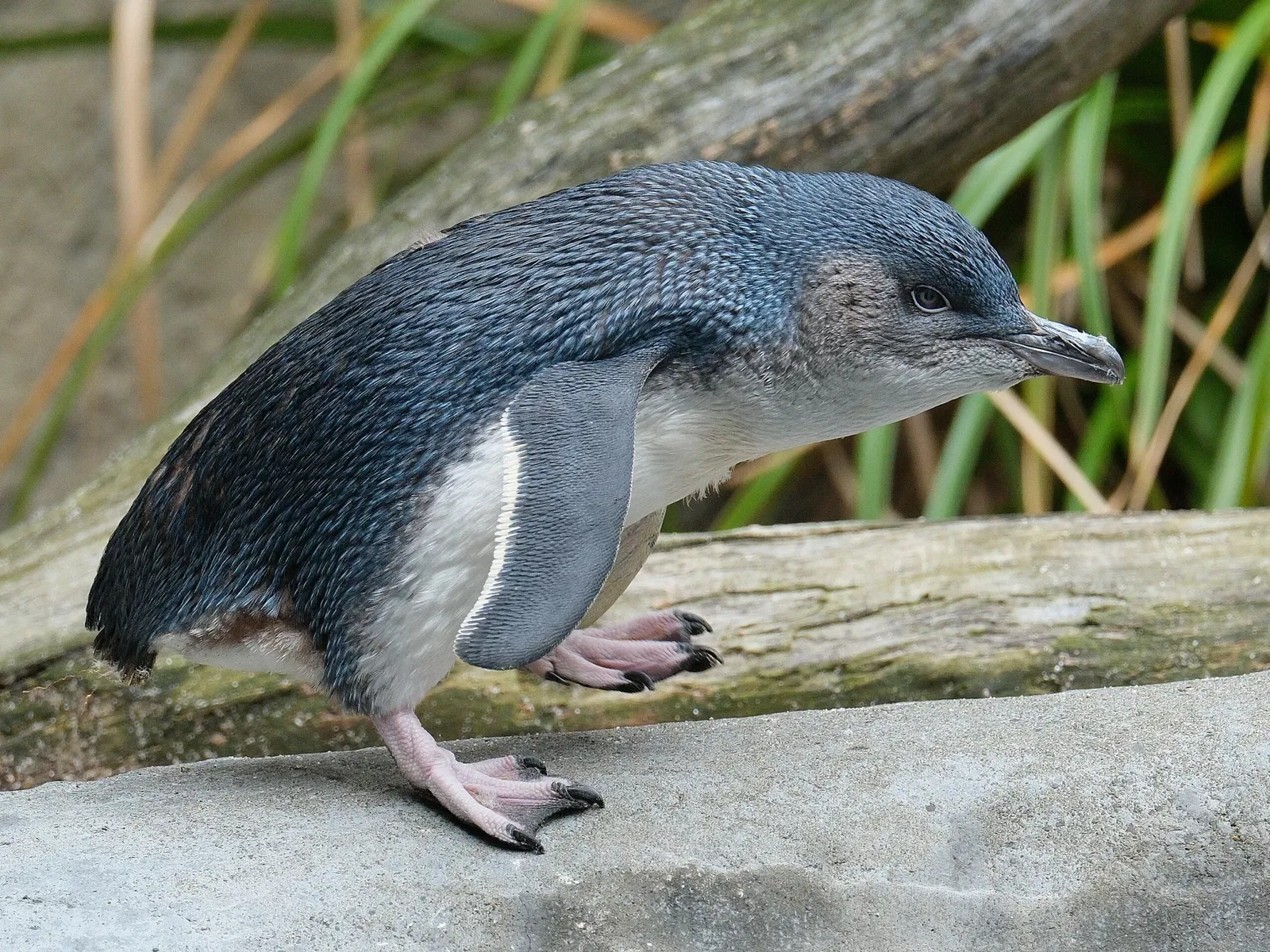 National Aquarium of New Zealand