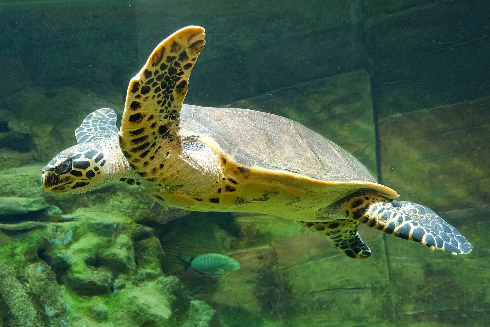 National Aquarium of New Zealand