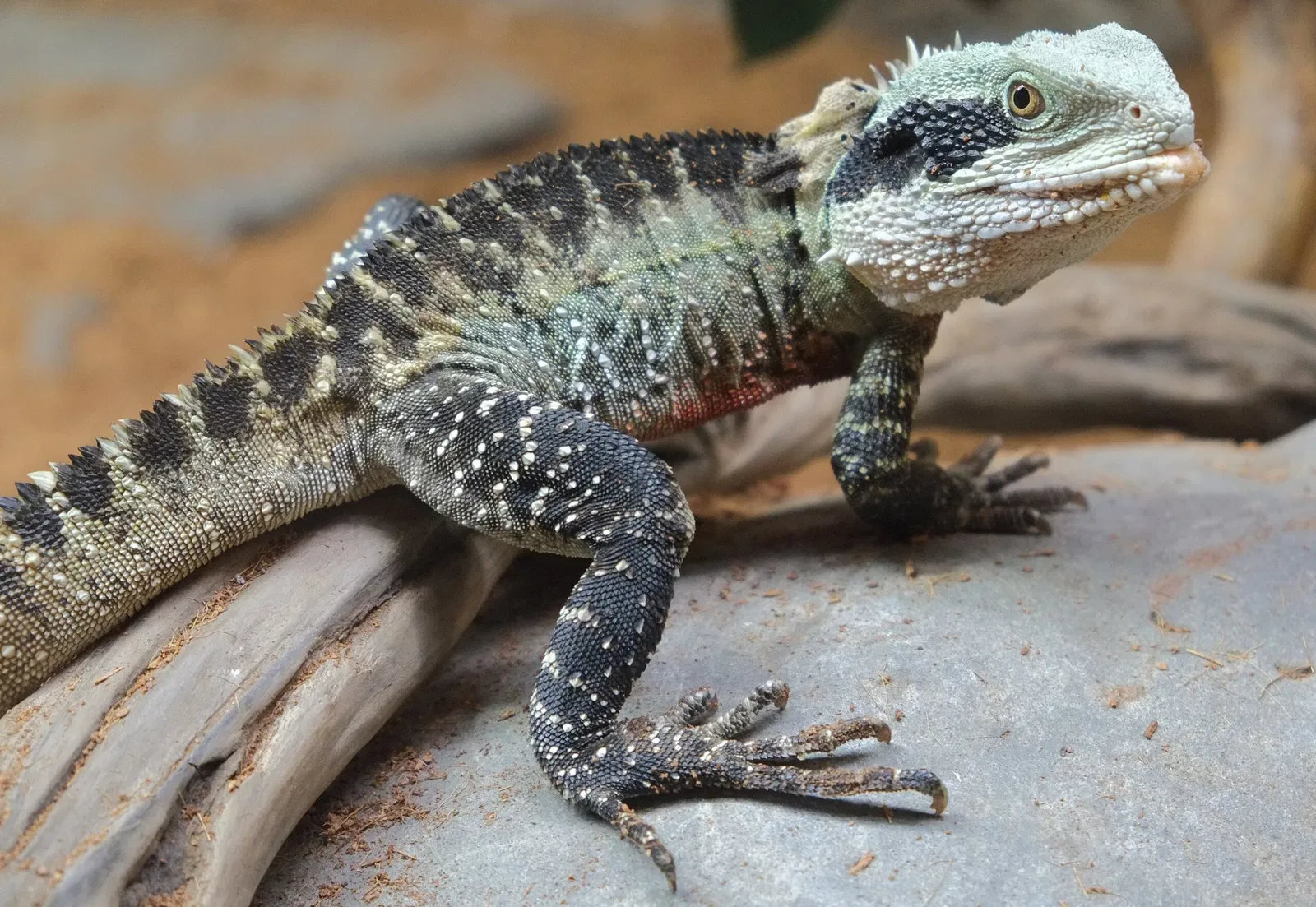 National Aquarium of New Zealand
