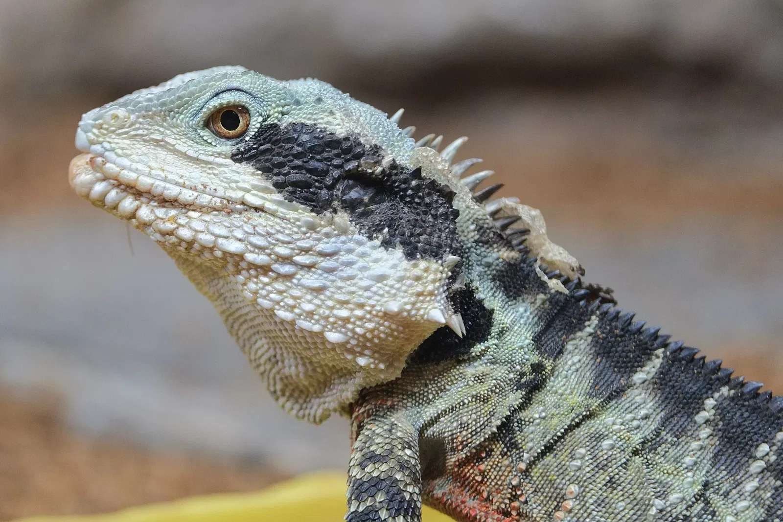 National Aquarium of New Zealand