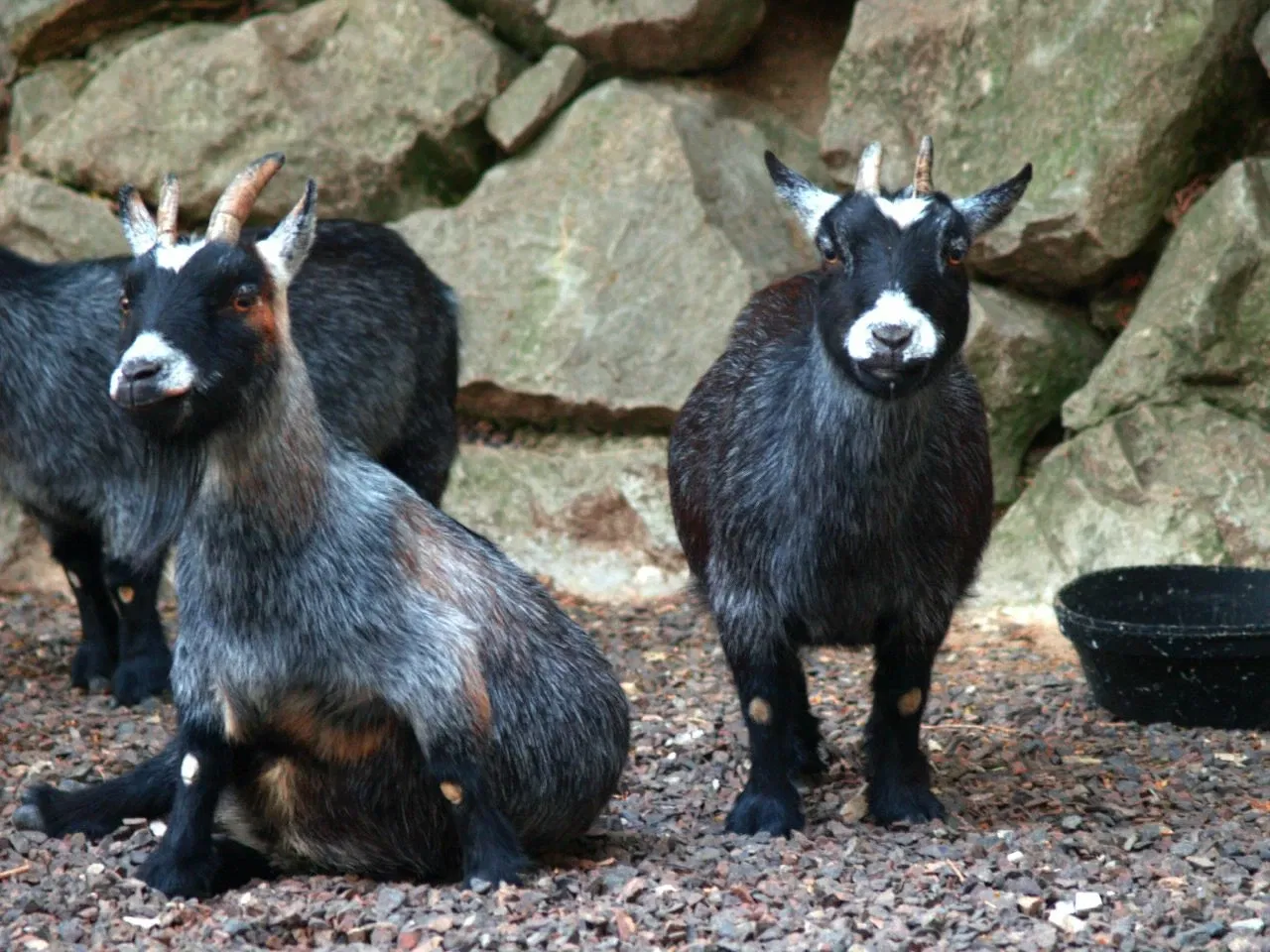 Parque Zoológico de San Luis