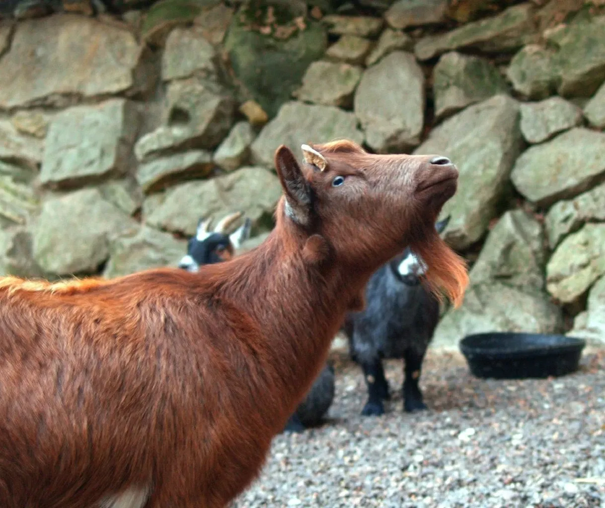 Parque Zoológico de San Luis