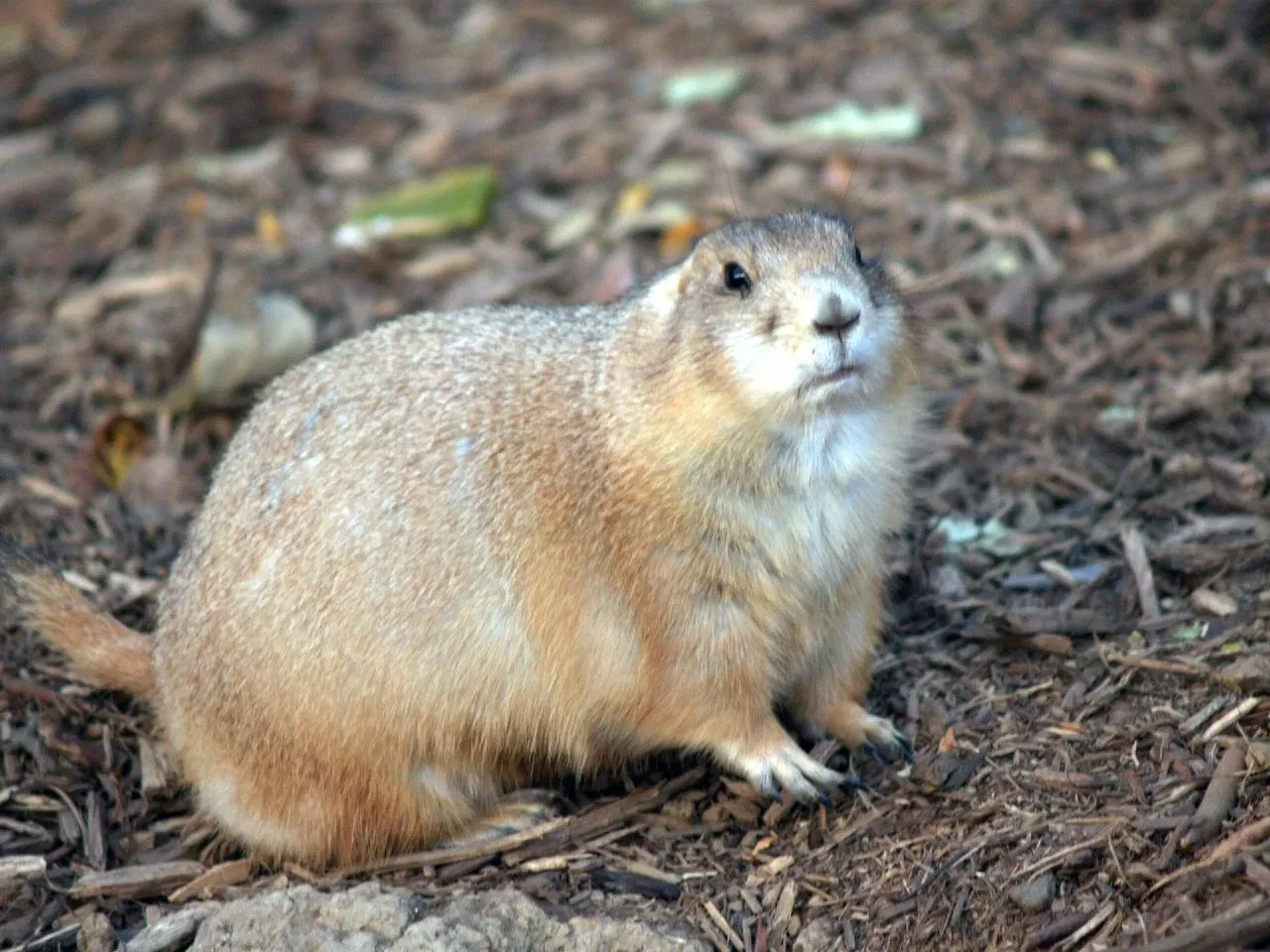 Parque Zoológico de San Luis
