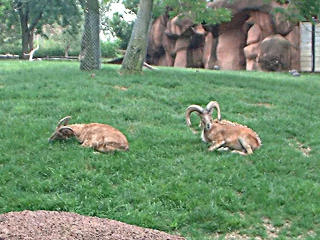 Parque Zoológico de San Luis