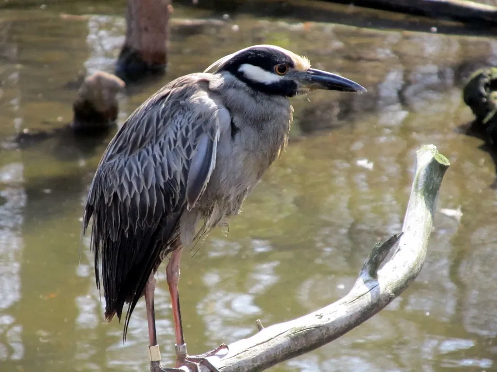 Parc zoologique de Saint-Louis