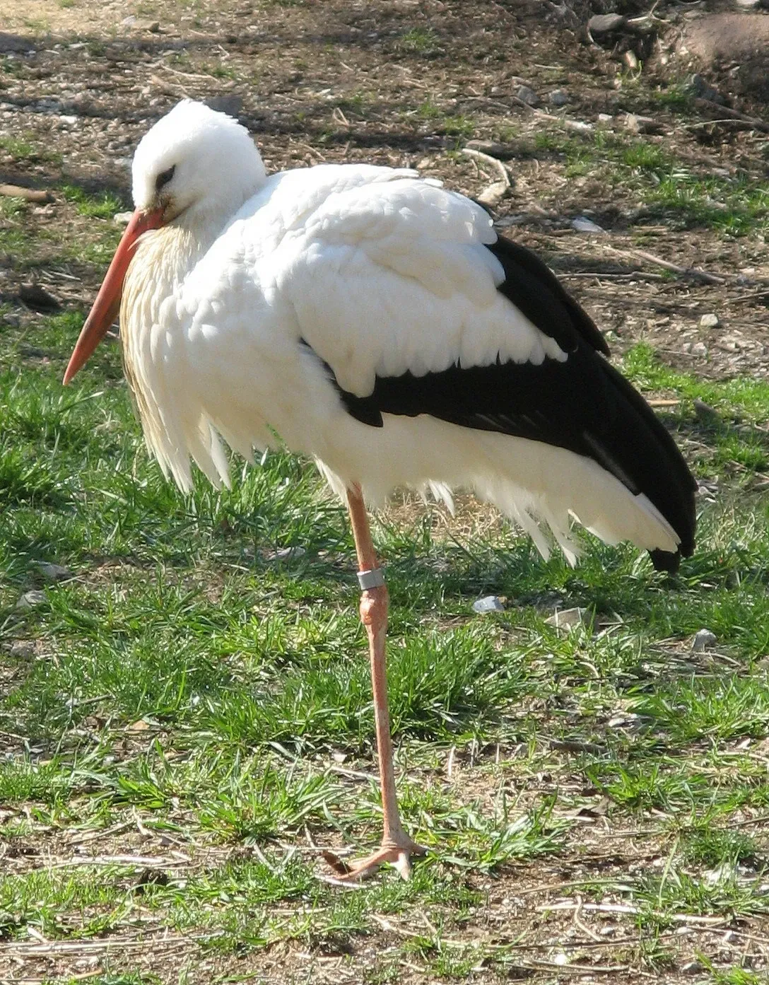 Parque Zoológico de San Luis