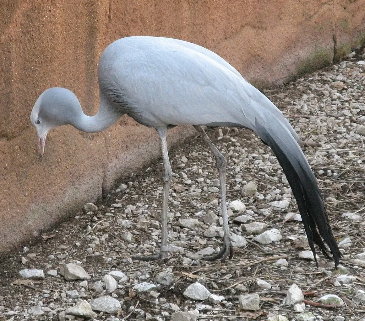 Parque Zoológico de San Luis