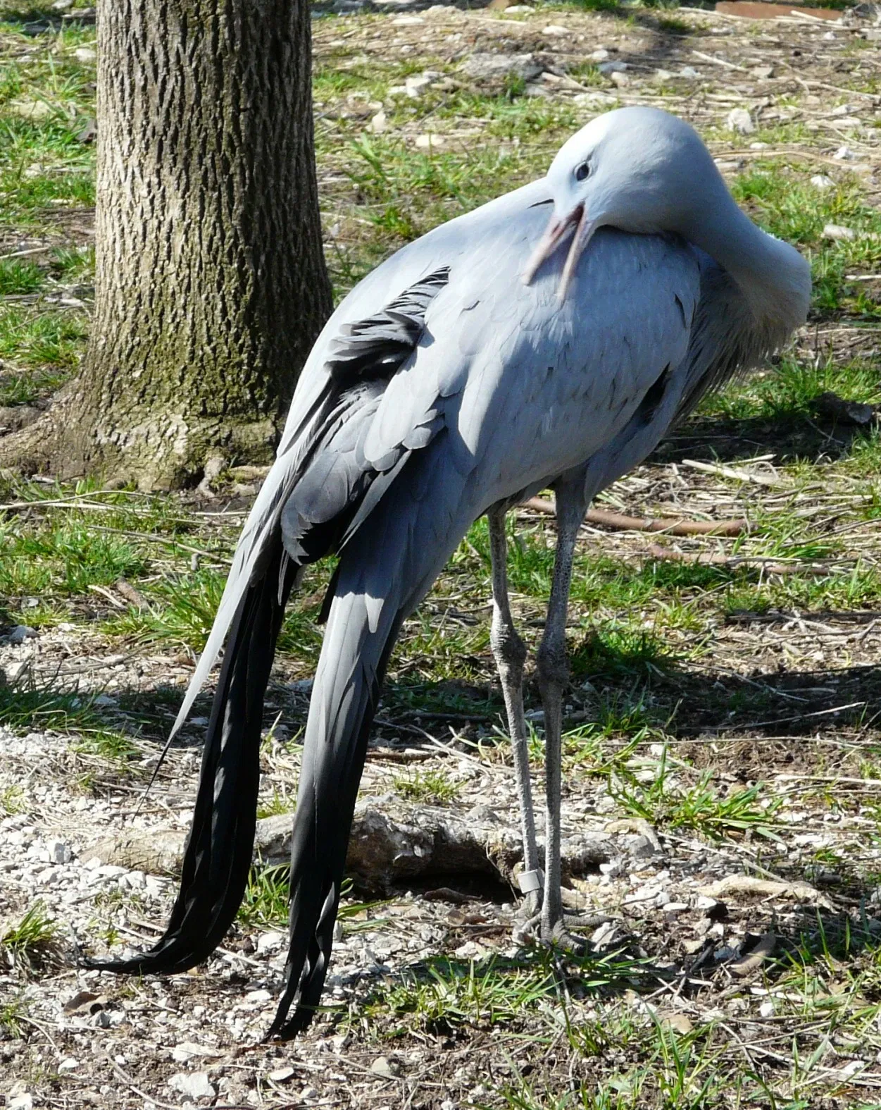 Parc zoologique de Saint-Louis