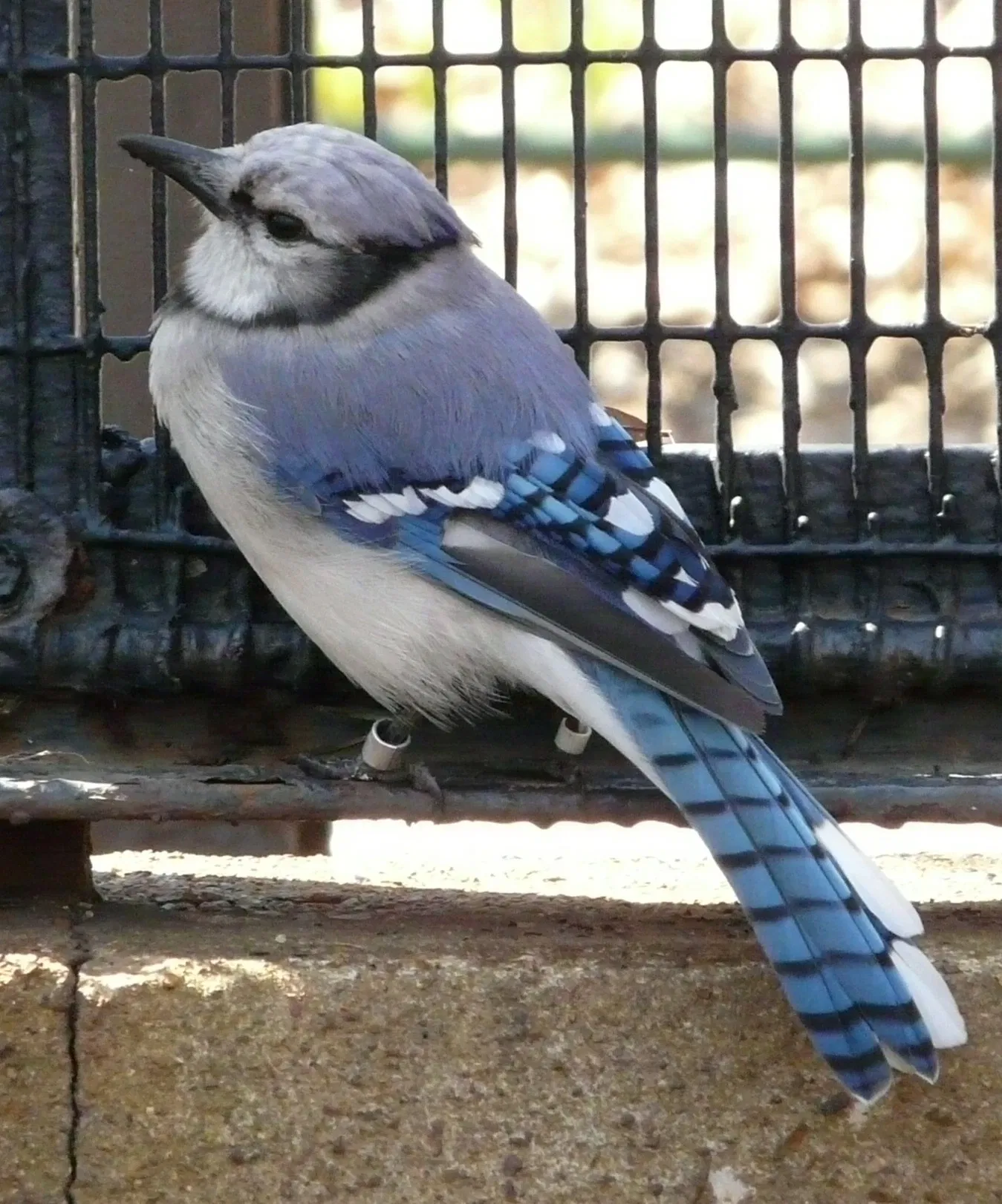 Parque Zoológico de San Luis