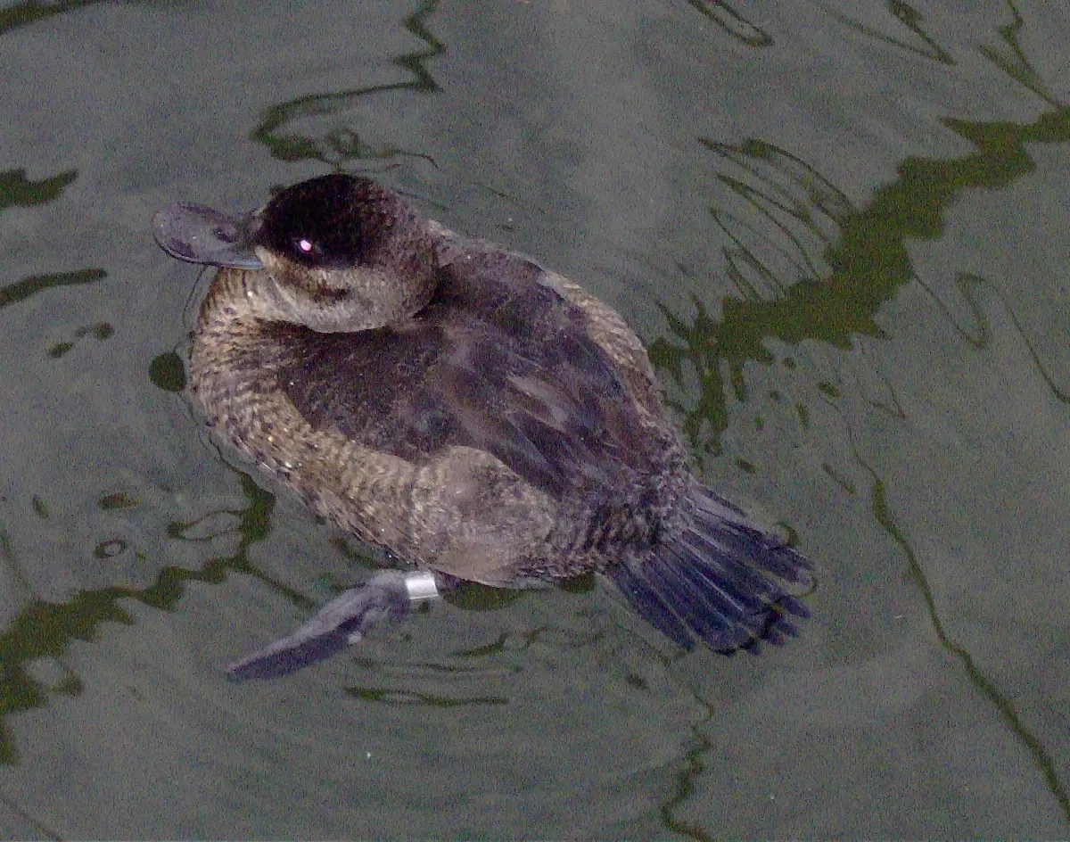 Parque Zoológico de San Luis