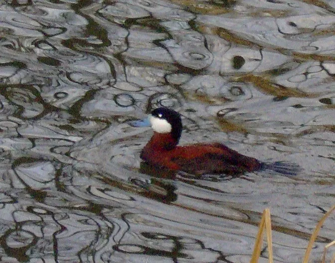 Parque Zoológico de San Luis
