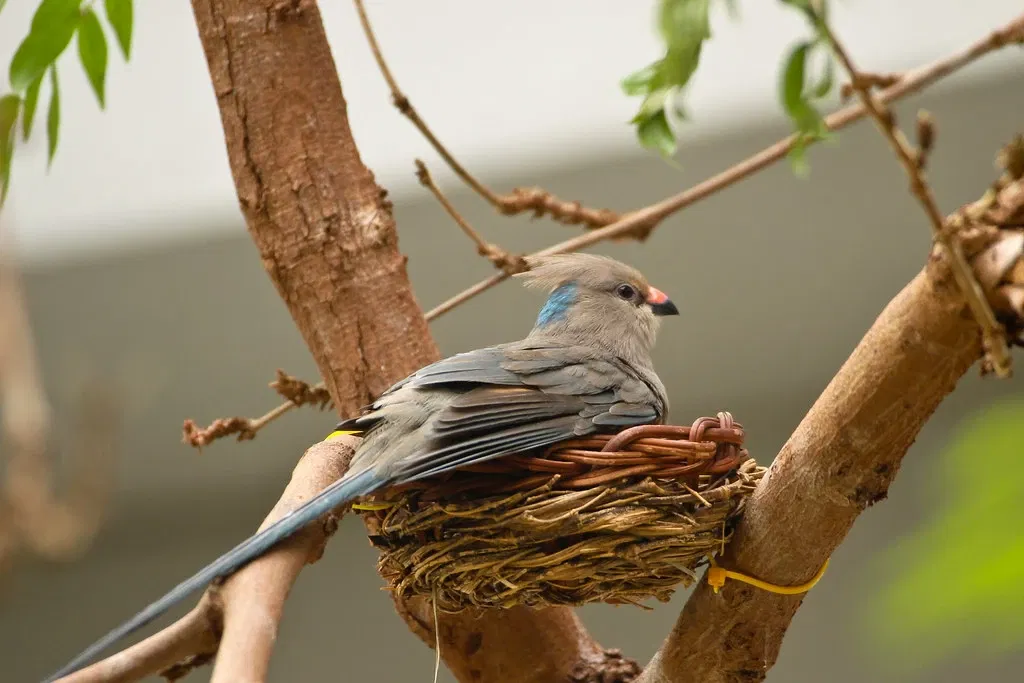 Parque Zoológico de San Luis