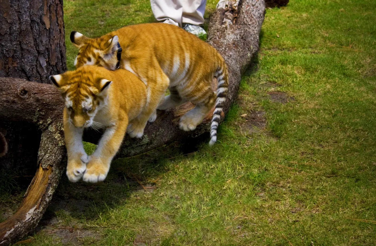 Alabama Gulf Coast Zoo