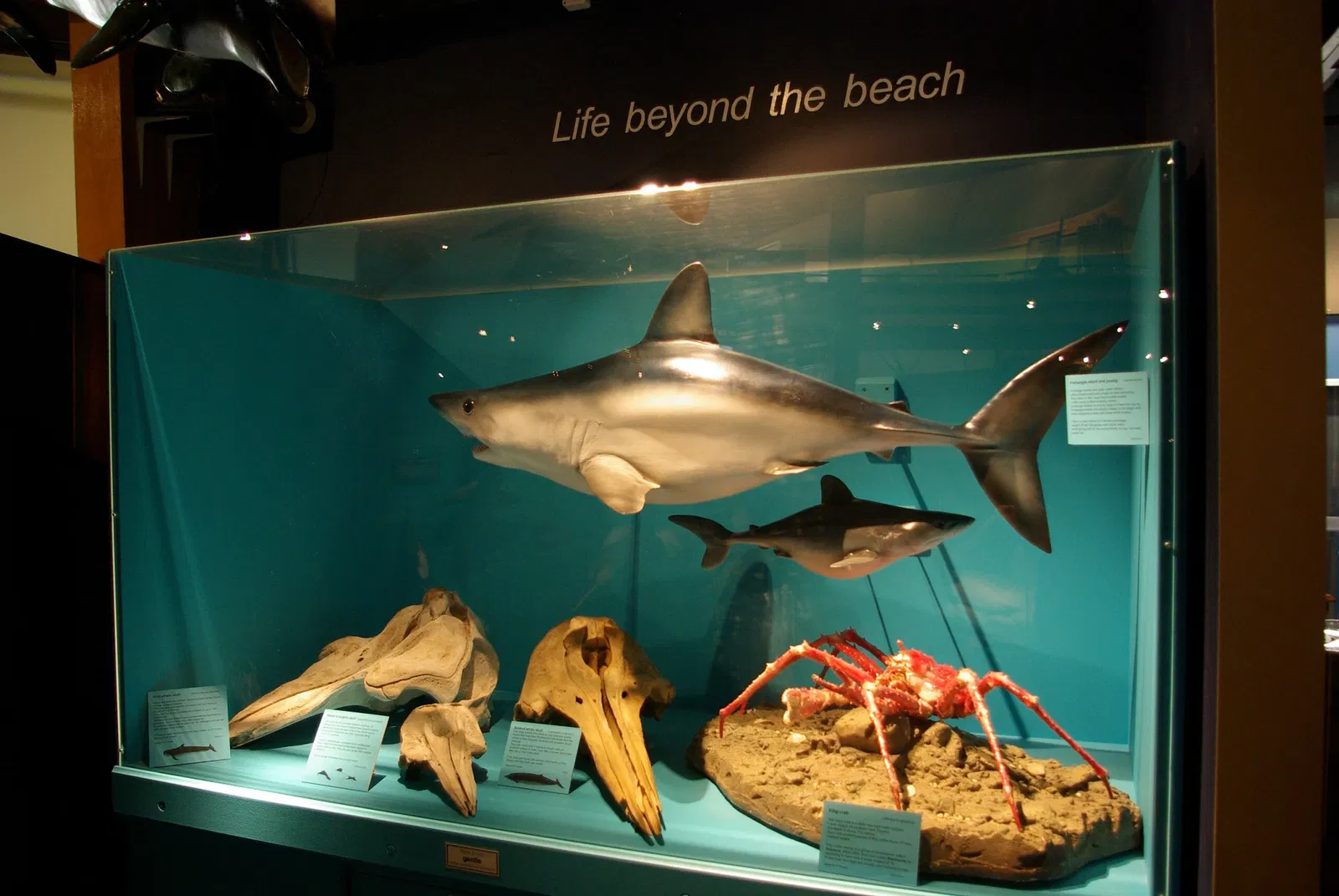 South Canterbury Museum