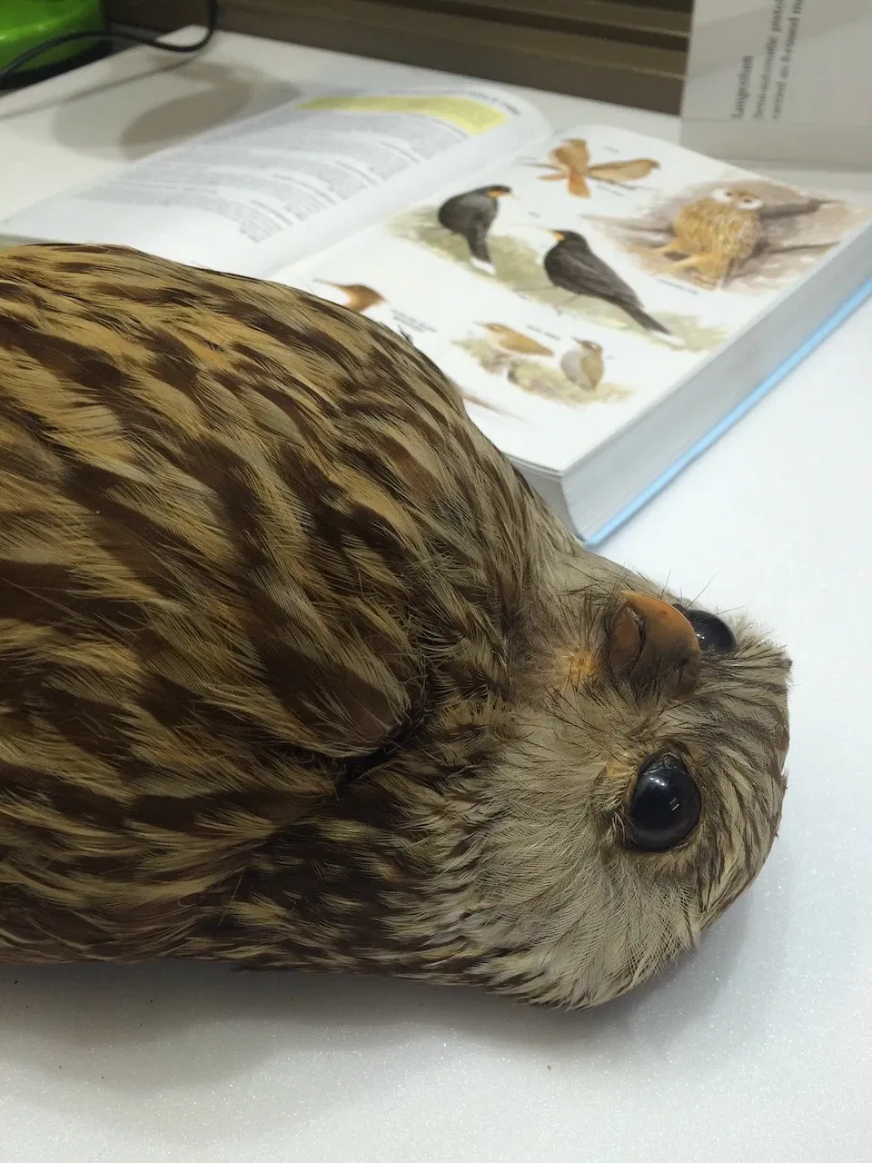 Whanganui Regional Museum