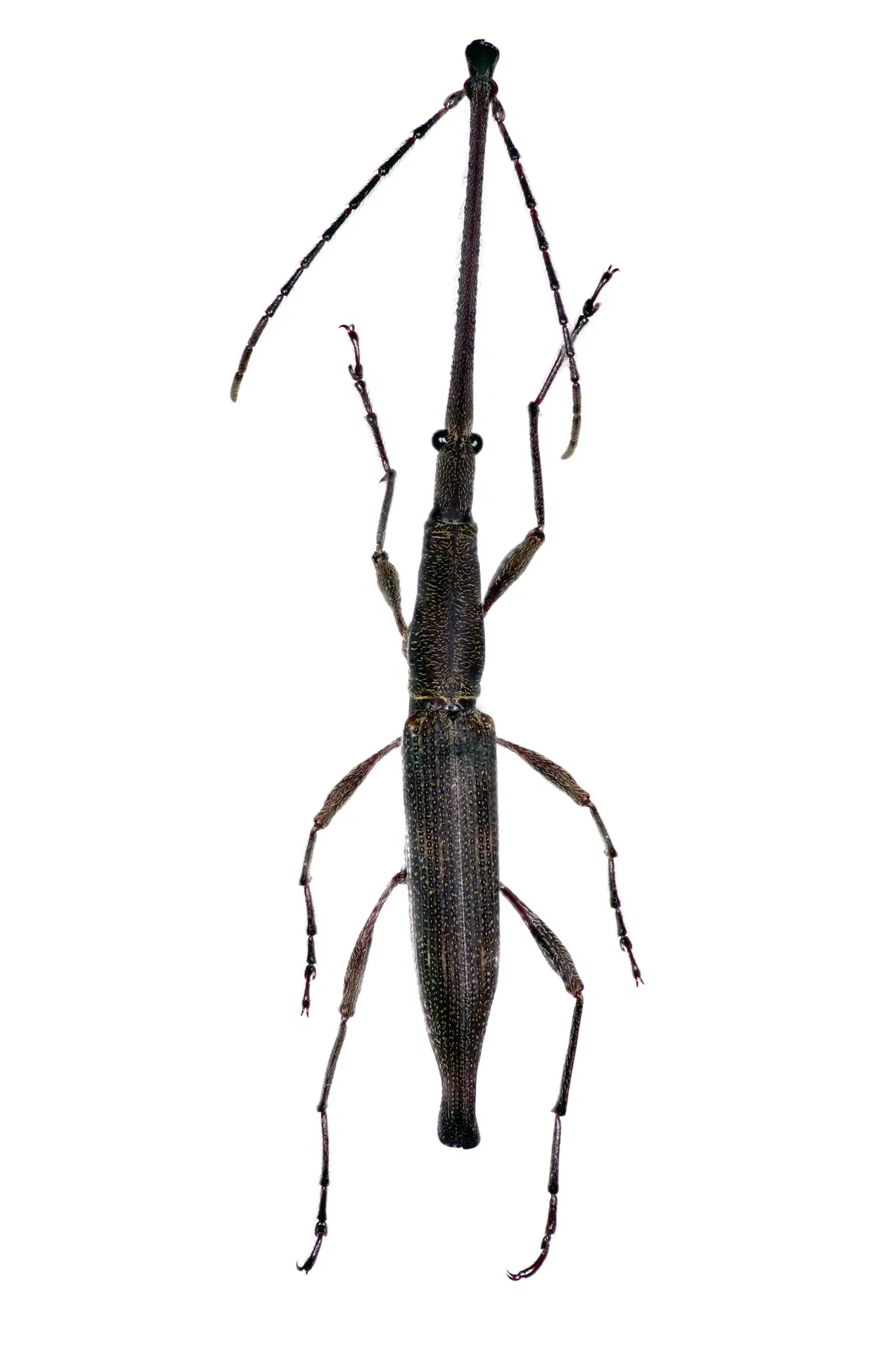 Whanganui Regional Museum