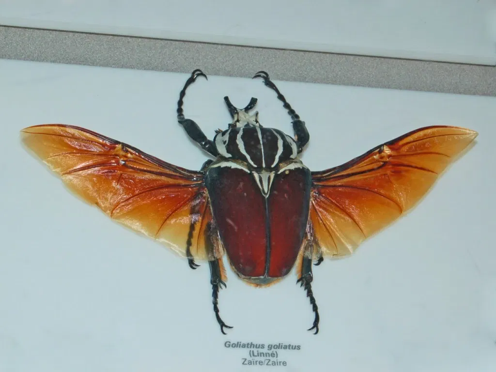 Insectarium de Montreal