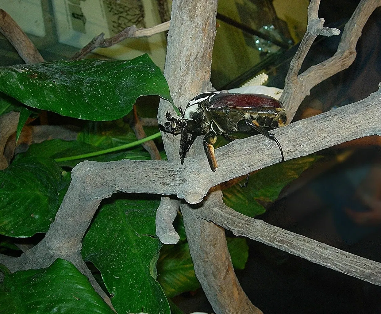 Montreal Insectarium