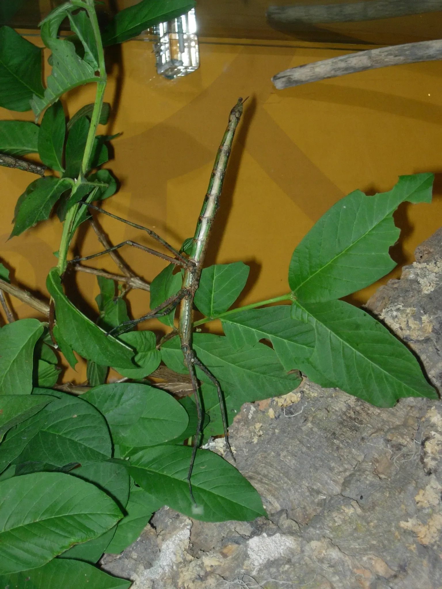 Montreal Insectarium