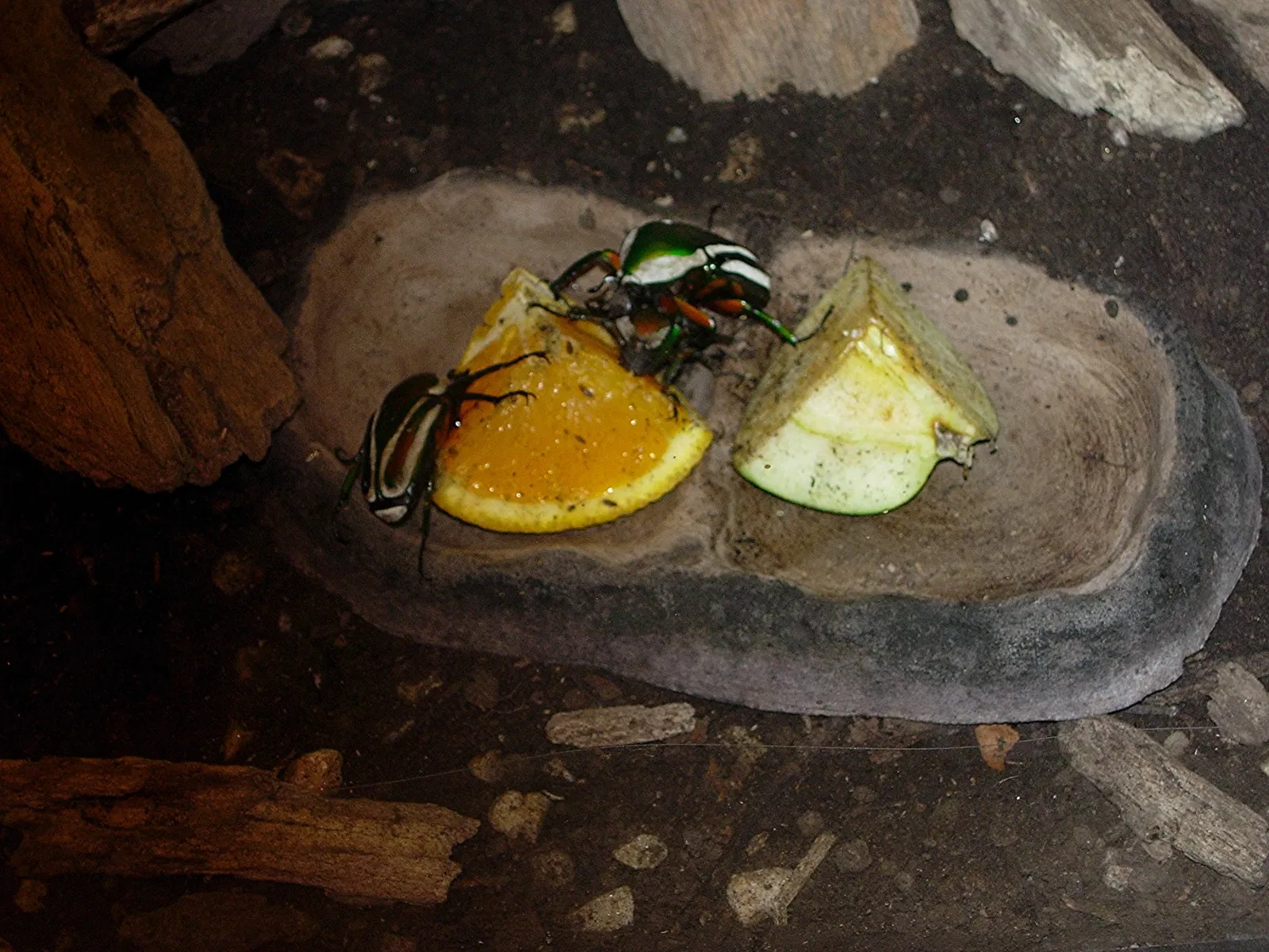 Montreal Insectarium