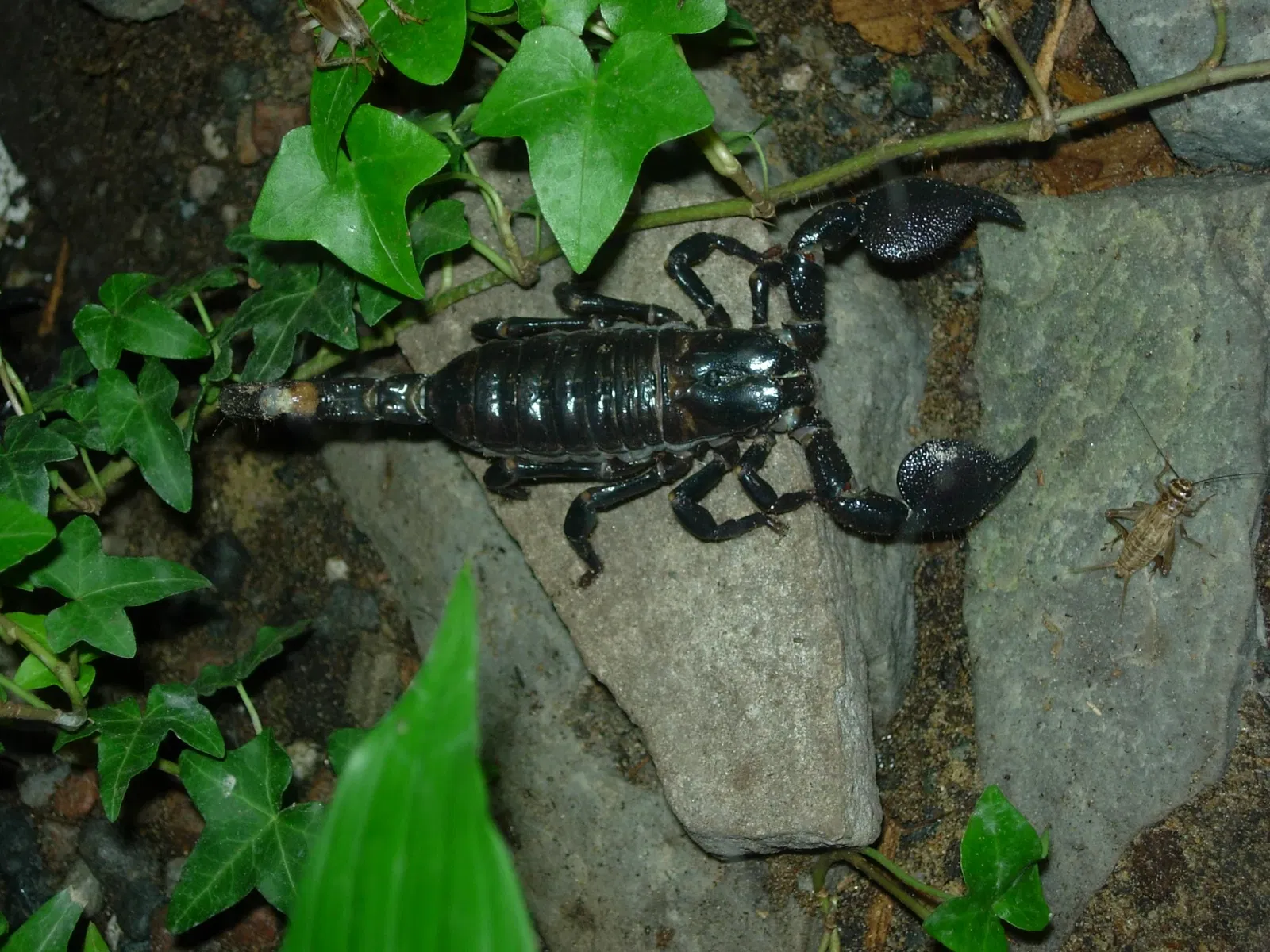 Montreal Insectarium