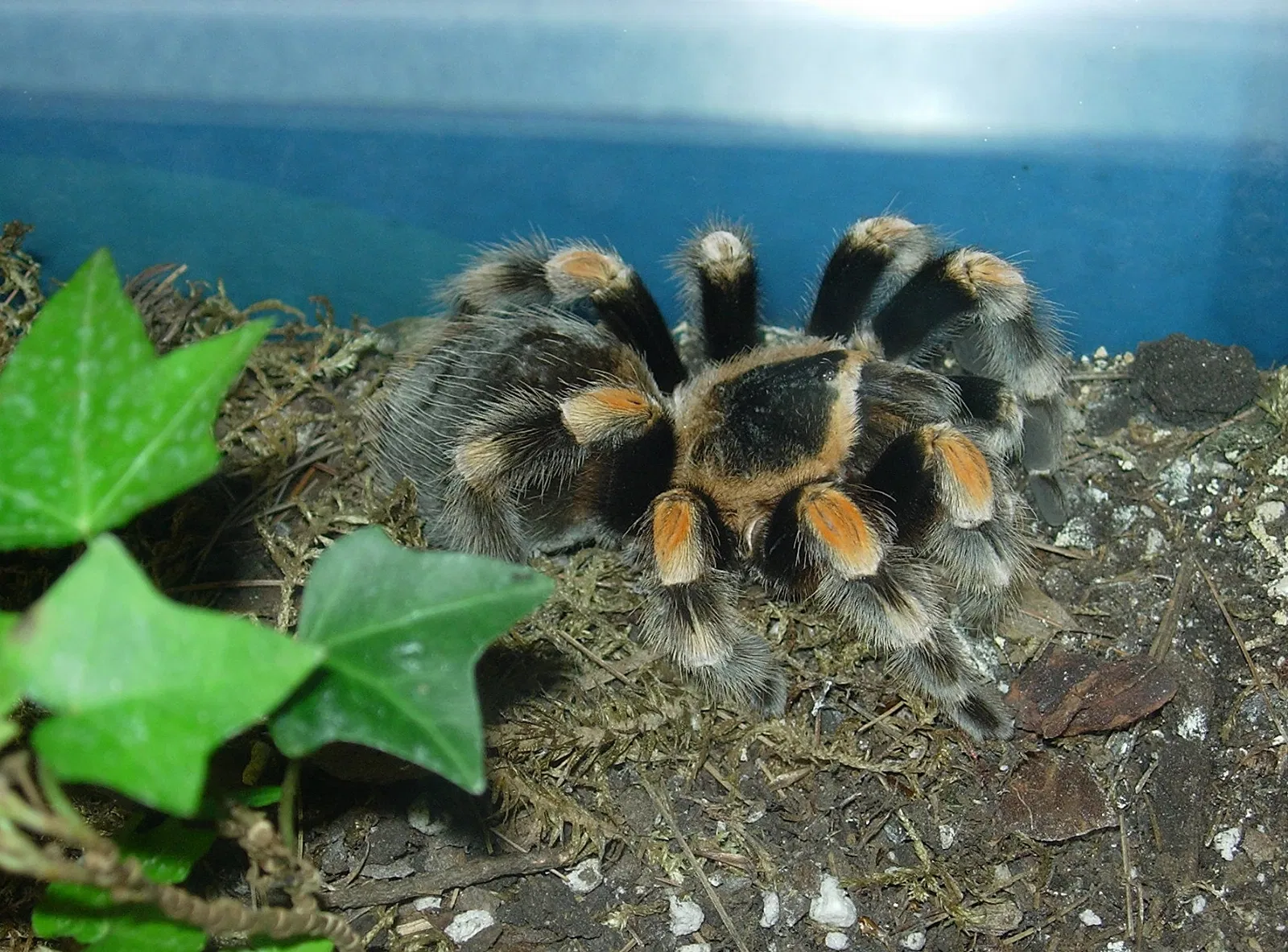 Insectarium de Montreal