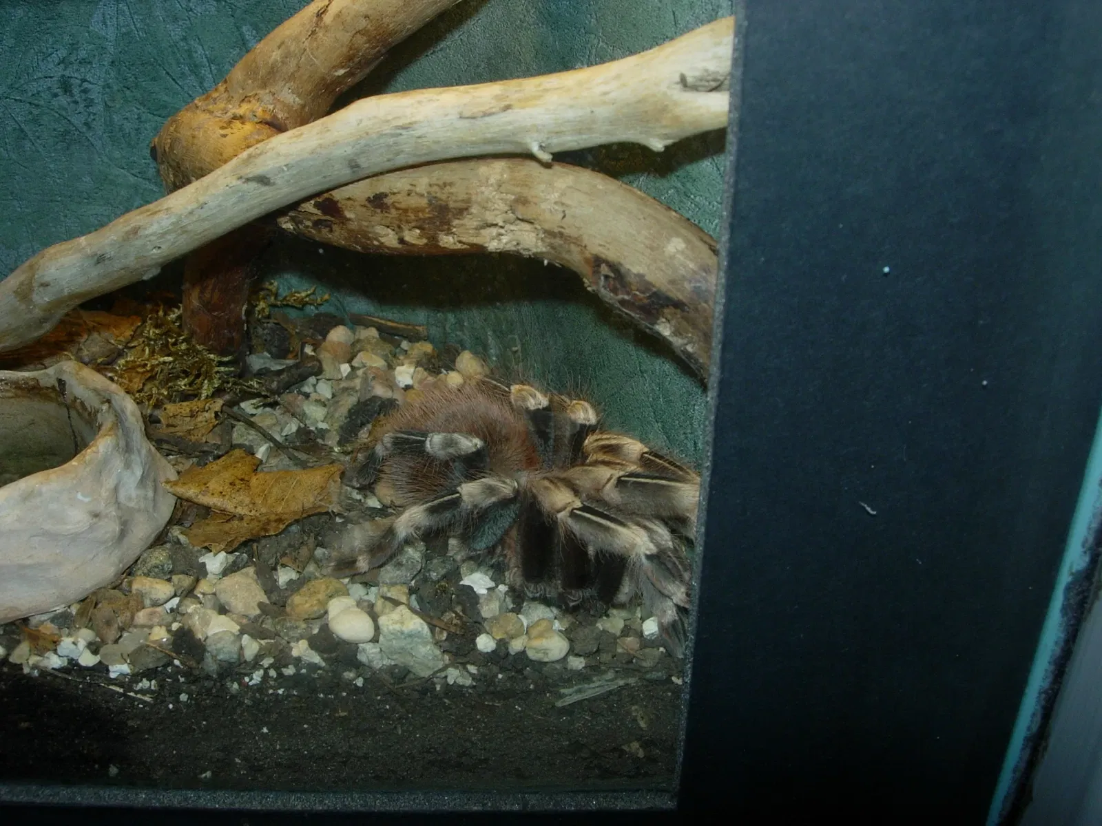 Insectarium de Montreal