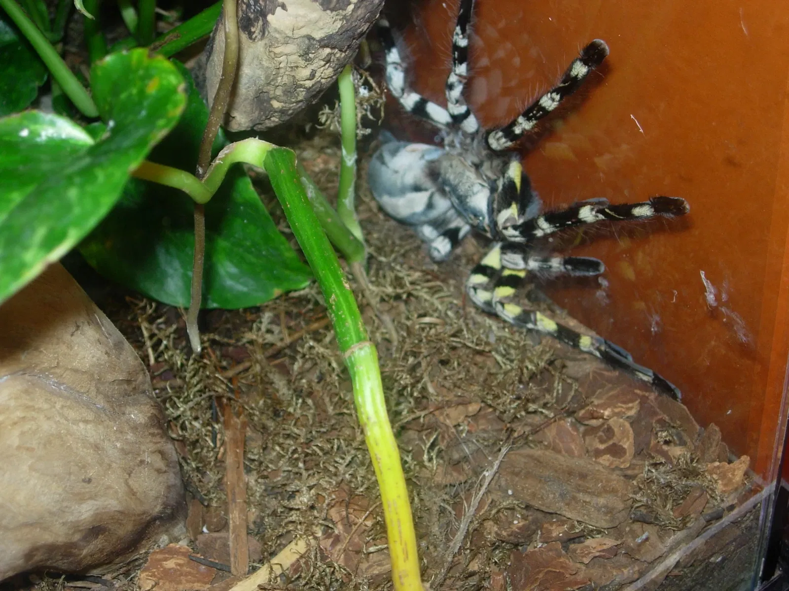 Montreal Insectarium