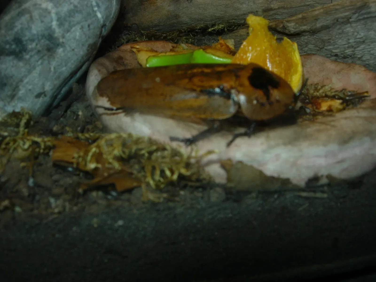 Insectarium de Montreal