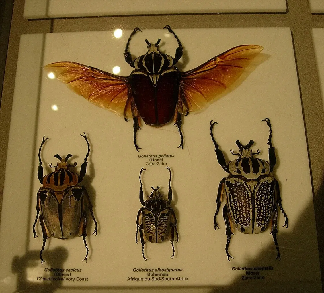 Insectarium de Montreal