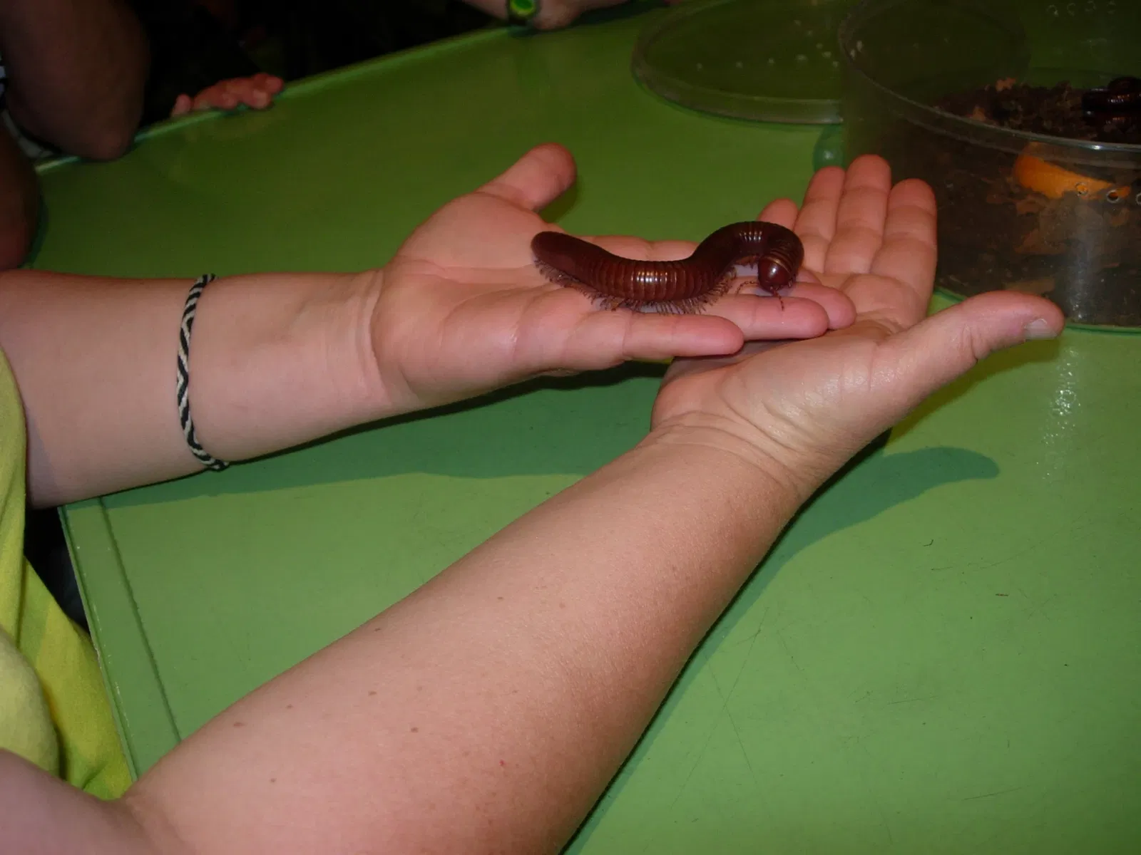 Montreal Insectarium