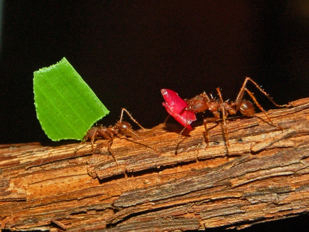 Insectarium de Montreal