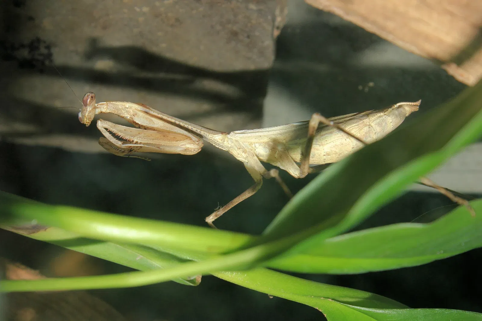 Insectarium de Montreal