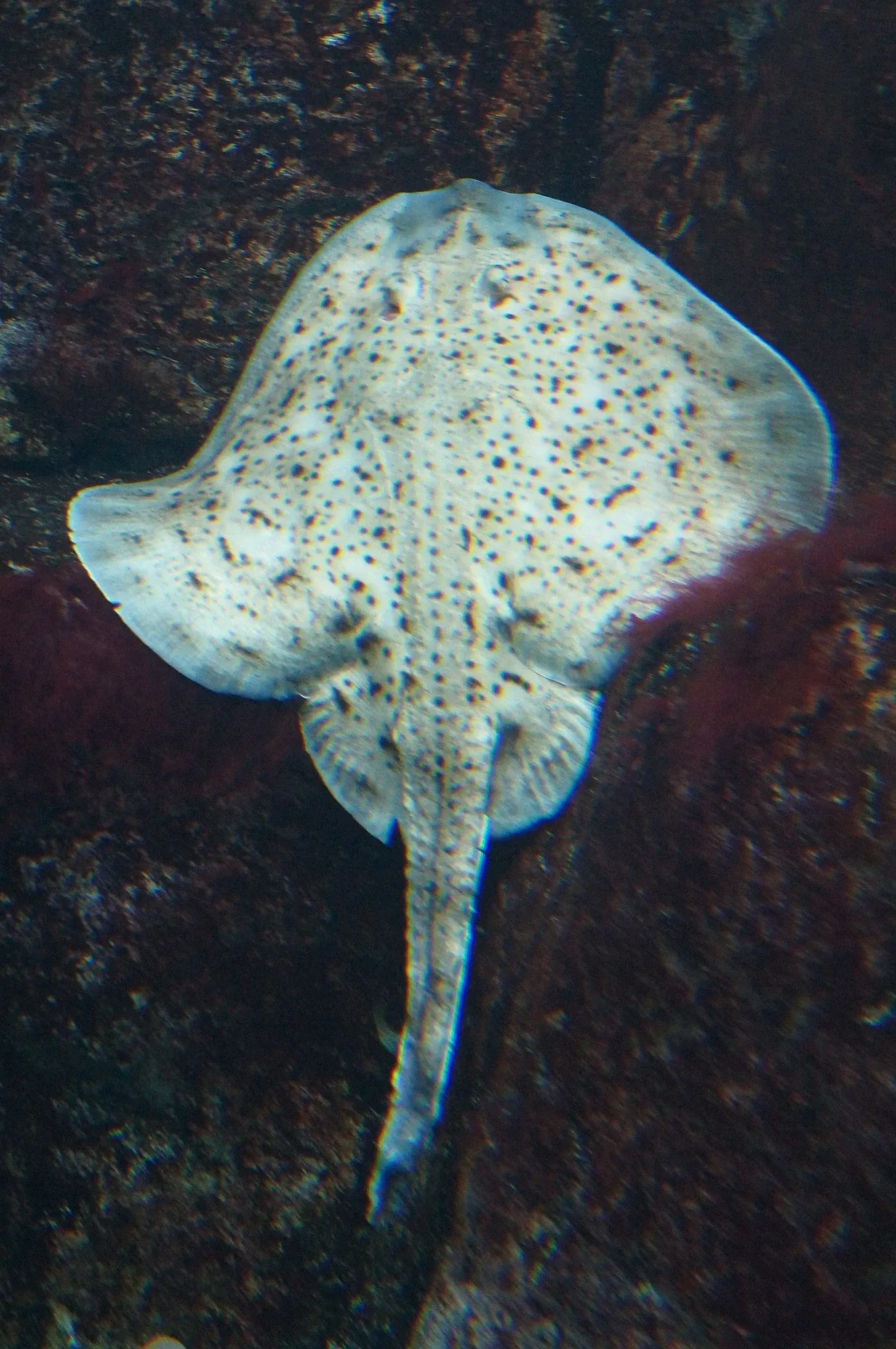 Aquarium of Quebec