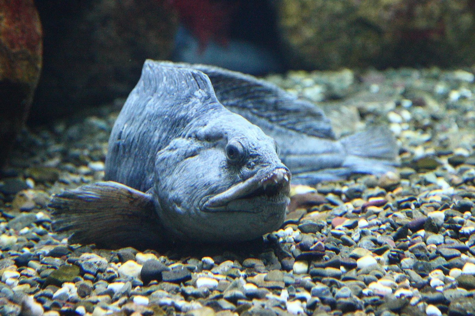 Aquarium of Quebec