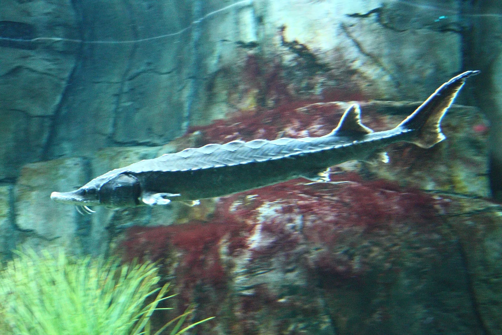 Aquarium of Quebec