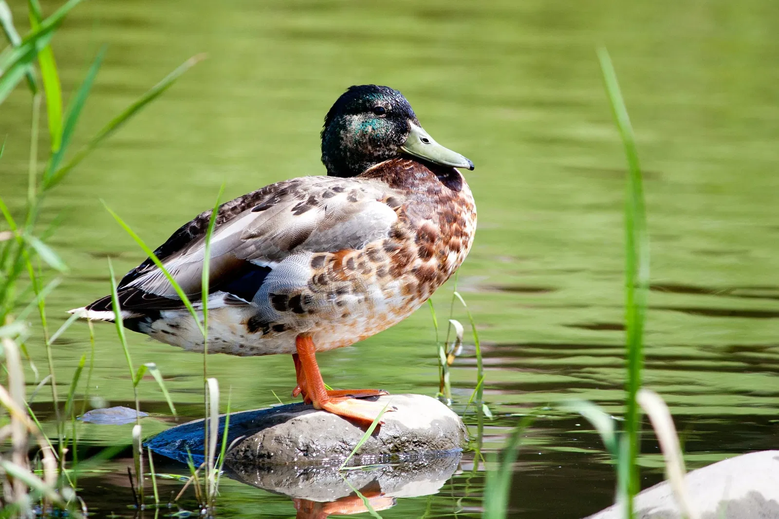 Lieu historique national Cartier-Brébeuf